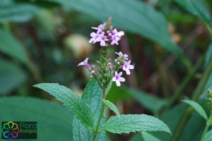 Verbena hastata (3)